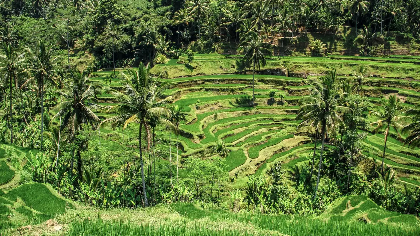 Illustrative photo of terraced rice fields with palm trees