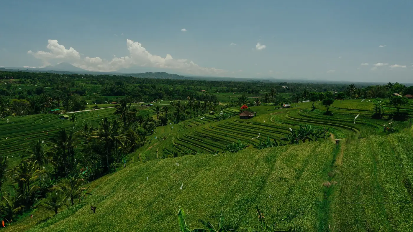 Illustrative photo: terraced rice fields under a clear sky