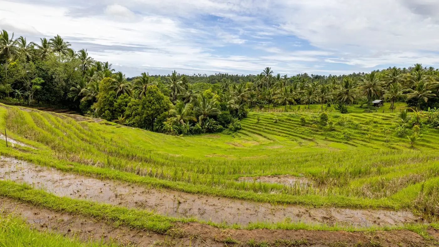 Illustrative photo: rice terraces surrounded by palm trees