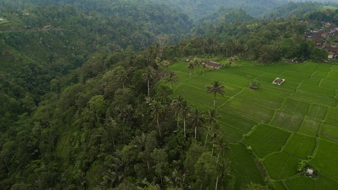 Illustrative photo: rice fields and palm trees on a hillside