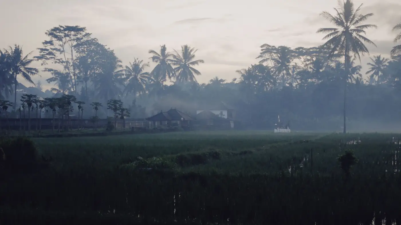 Illustrative photo: palm trees over a green field