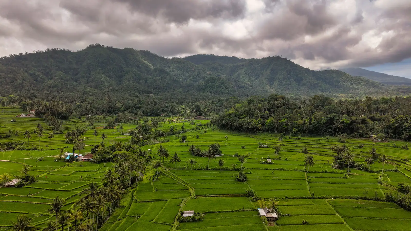 Illustrative photo of rice fields below forested mountains