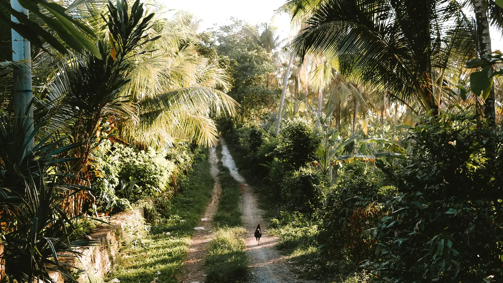 Illustrative photo of a dirt lane between palm trees